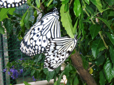 c0180460_116125.jpg