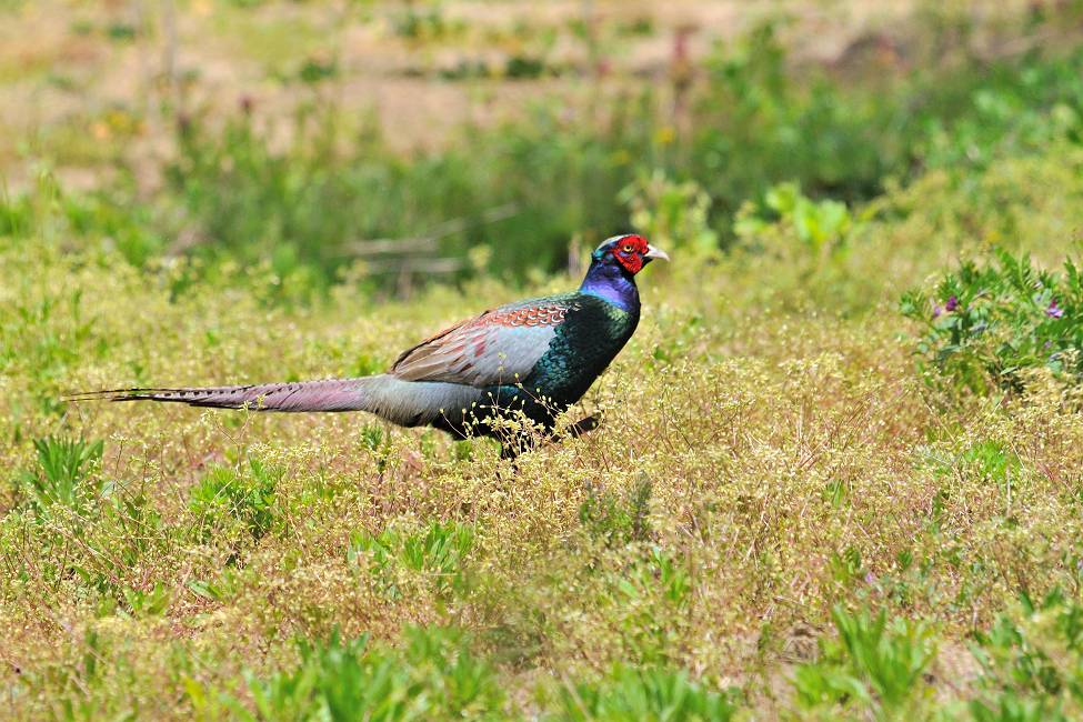 　　　　野鳥（11）キジ_b0223668_753578.jpg