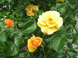 e0041168_11158.jpg