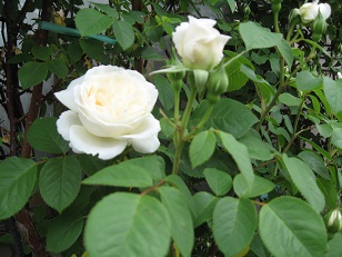 e0041168_11301.jpg