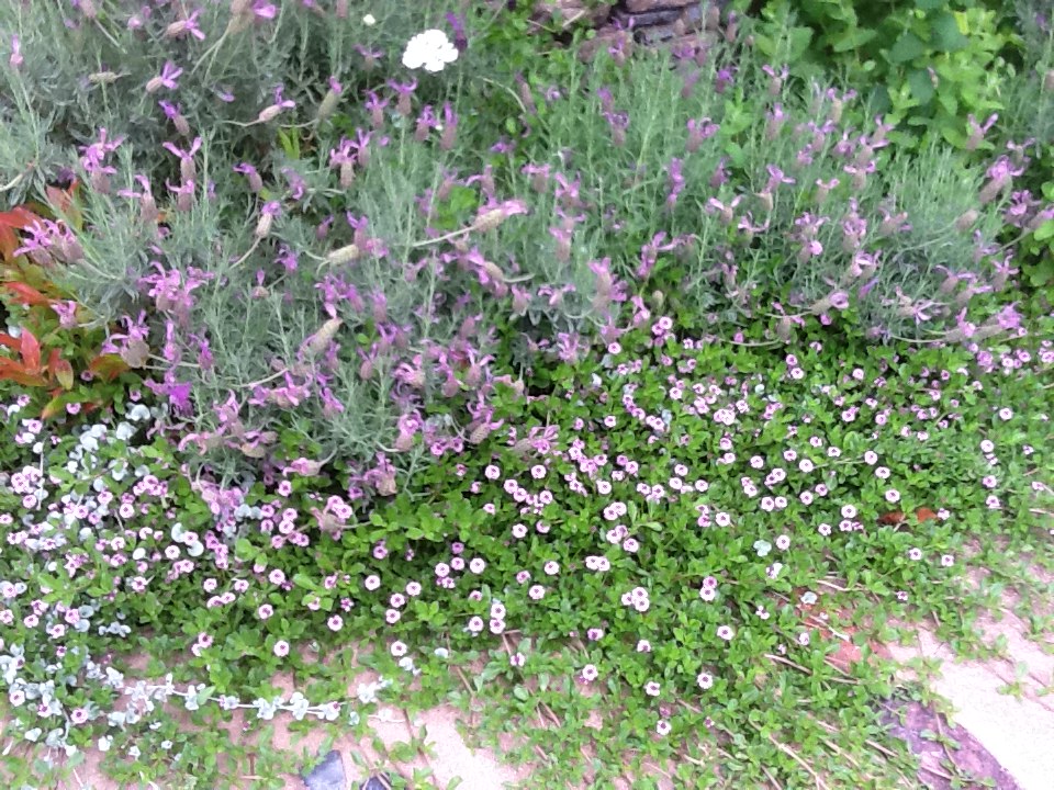 お客様のお庭で 宮崎の花屋 アナーセン