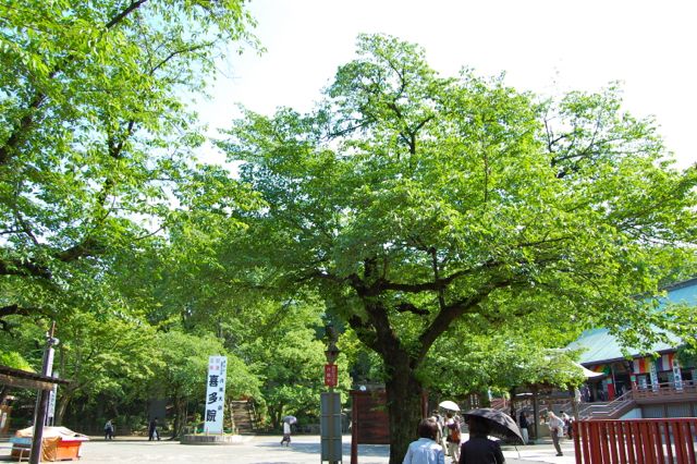 川越 喜多院_d0302970_142134.jpg