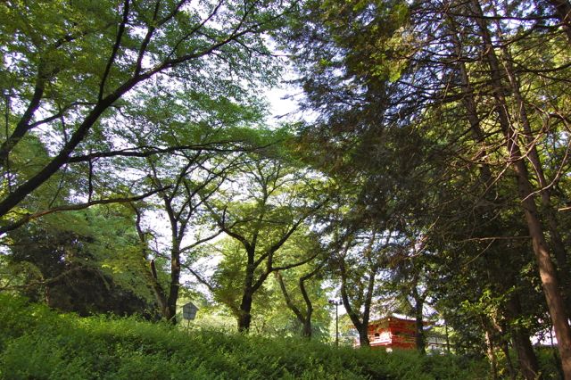 川越 喜多院_d0302970_14395044.jpg