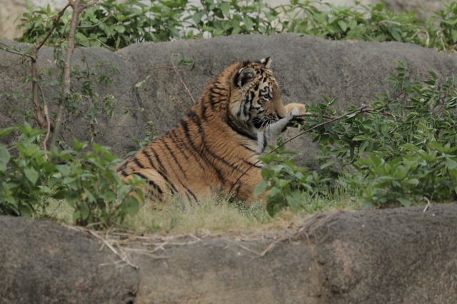 a0188771_815042.jpg