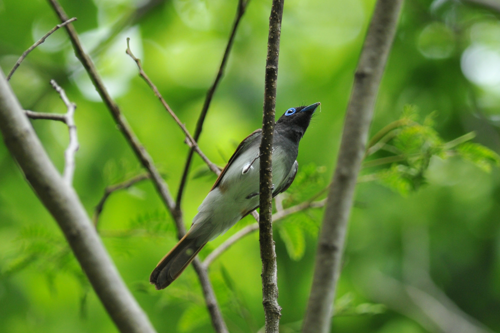 サンコウチョウ_f0053272_20575571.jpg