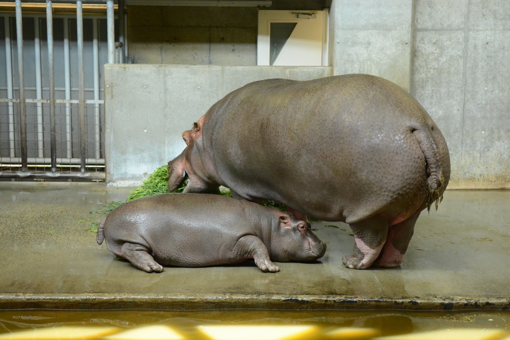 ２０１３年５月　王子動物園　旦旦タケノコタイム_a0052986_0224984.jpg