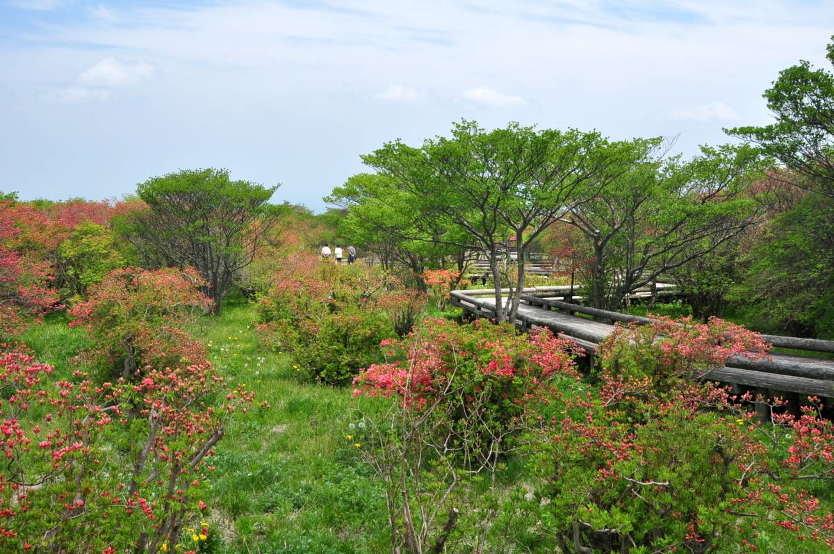 2013年5月21日八幡つつじ開花状況_a0011690_21145211.jpg