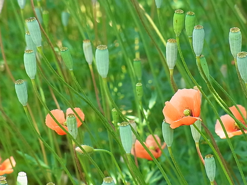 ナガミヒナゲシ_b0105897_1563315.jpg