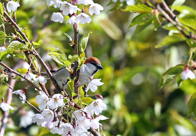 桜絡みで「ニュウナイスズメ」♪_d0195897_12181656.jpg