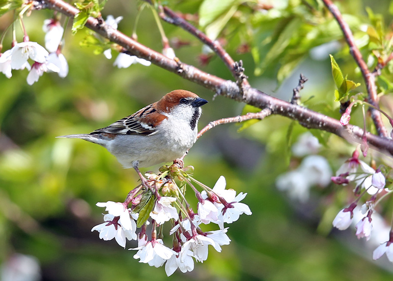 桜絡みで「ニュウナイスズメ」♪_d0195897_12201344.jpg