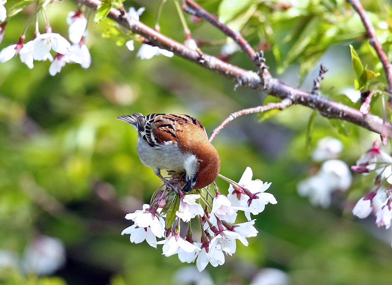 桜絡みで「ニュウナイスズメ」♪_d0195897_12205672.jpg