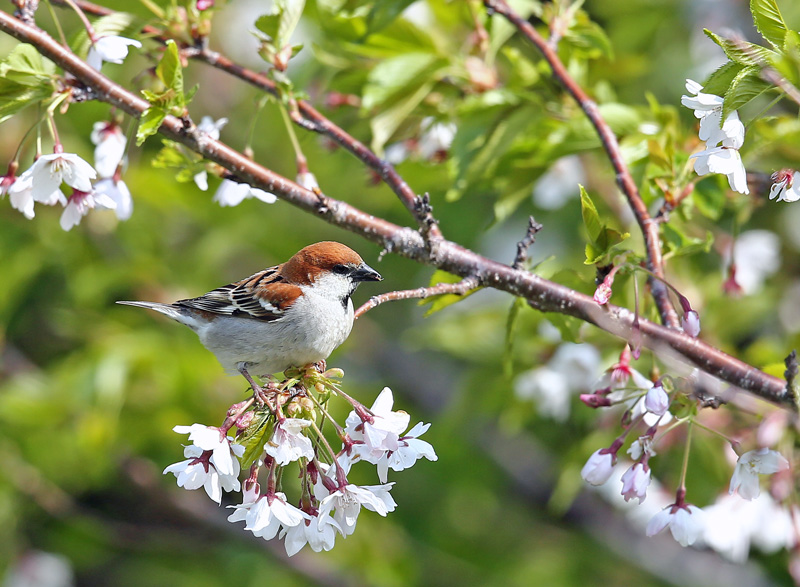 桜絡みで「ニュウナイスズメ」♪_d0195897_12214293.jpg