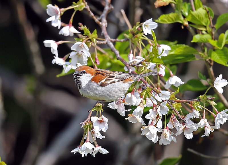 桜絡みで「ニュウナイスズメ」♪_d0195897_12221554.jpg