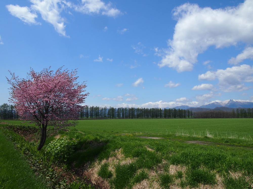 新緑の農村風景ですが・・村道沿いの一本桜はまだ”つぼみ”。_f0276498_14253425.jpg
