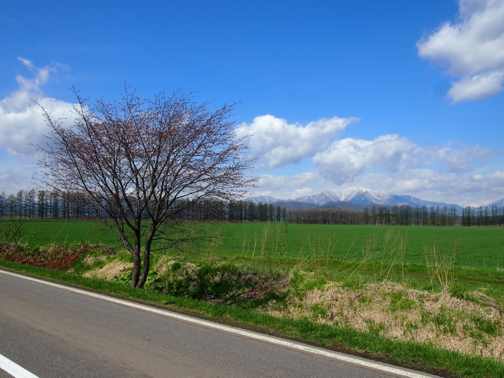 新緑の農村風景ですが・・村道沿いの一本桜はまだ”つぼみ”。_f0276498_14294359.jpg
