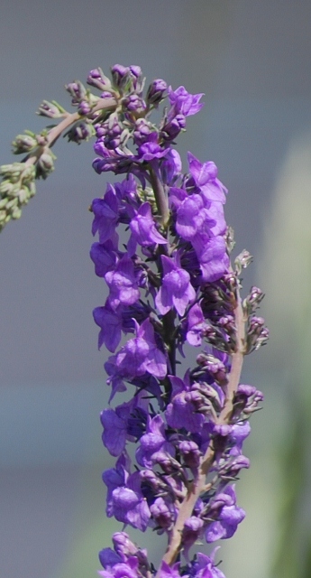 e0025300_13412.jpg