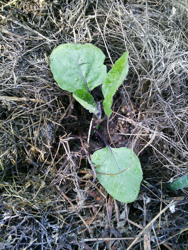 -定植しました～庄屋大長茄子です～_c0280206_1413446.jpg