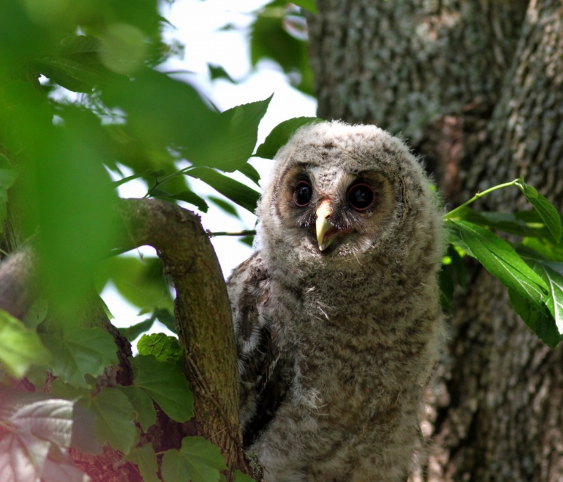 帰ってきたフクロウの巣立ち雛を・・・_c0213607_19494933.jpg