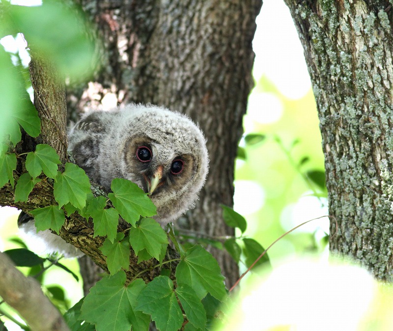 帰ってきたフクロウの巣立ち雛を・・・_c0213607_195052100.jpg