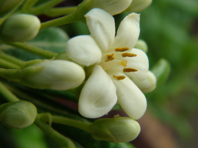 トベラ（扉）の花…２０１３・５・２２_f0231709_19452791.jpg