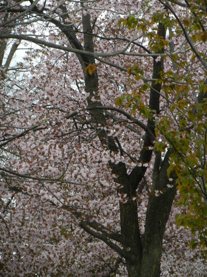 桜の見頃に・・・ひき続いて・・・。_d0200811_22373165.jpg