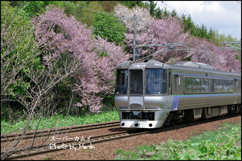 満開の桜と函館本線の列車_b0019313_17321051.jpg