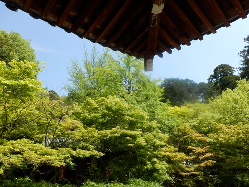 今熊野観音寺 ここも青もみじ_e0048413_2123750.jpg