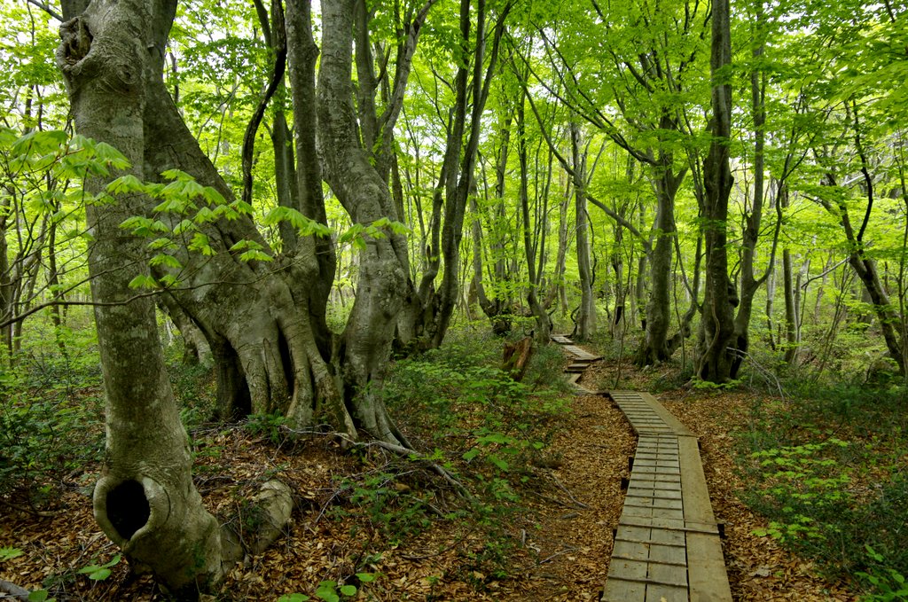 奇形木の森 獅子ヶ鼻湿原 畦道 山道 デジタル散歩