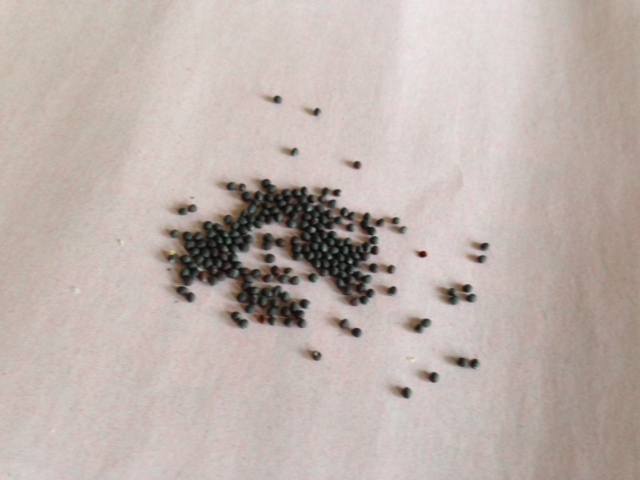 e0276823_20464721.jpg