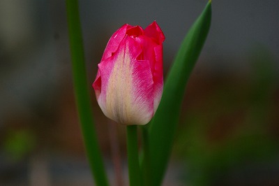 f0170524_921344.jpg