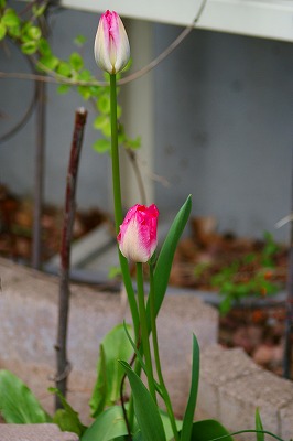 f0170524_9215592.jpg