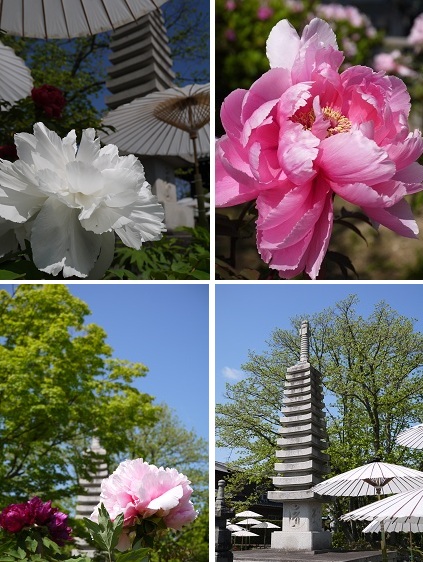 京の牡丹寺 ~乙訓寺 (長岡京)~_c0235725_16474113.jpg