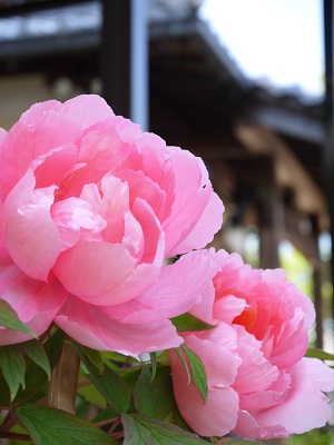 京の牡丹寺　　～乙訓寺　（長岡京）～_c0235725_1647814.jpg