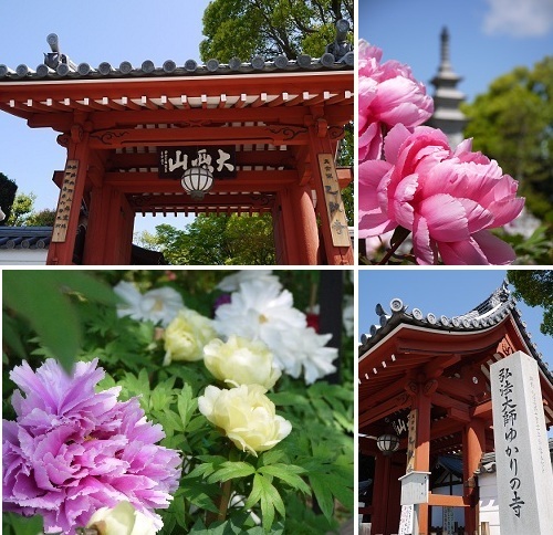 京の牡丹寺 ~乙訓寺 (長岡京)~_c0235725_17134182.jpg