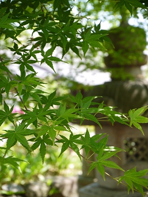 京の牡丹寺 ~乙訓寺 (長岡京)~_c0235725_17142630.jpg