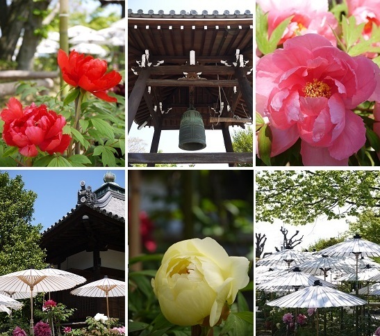 京の牡丹寺 ~乙訓寺 (長岡京)~_c0235725_1729653.jpg