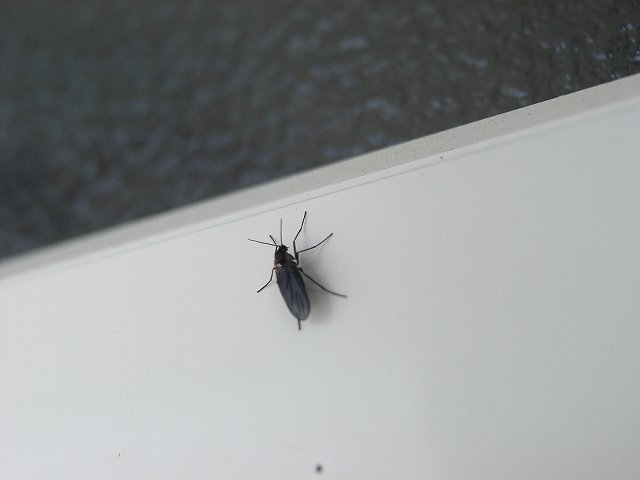 黒くて小さい虫が大量発生 Ricoh Rdc 7s デジカメ写真日記