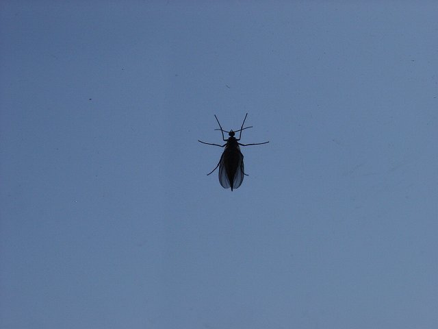 黒くて小さい虫が大量発生 Ricoh Rdc 7s デジカメ写真日記
