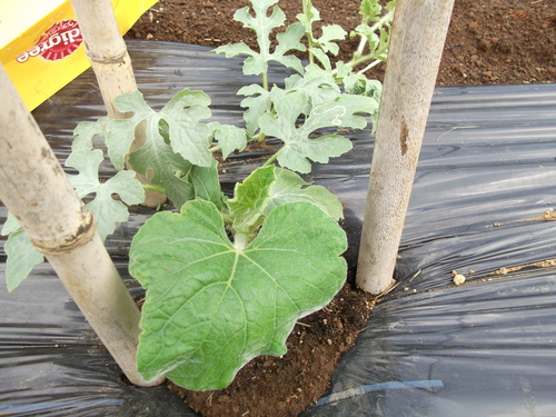 スイカの台木から芽が出て来た 家庭菜園日記 すろーらいふ 茅ケ崎のはまちゃん 野菜つくり