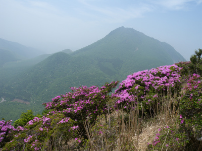 鶴見岳縦走路ミヤマキリシマ３～４分咲き、でも満足でした！_e0272335_5403544.jpg