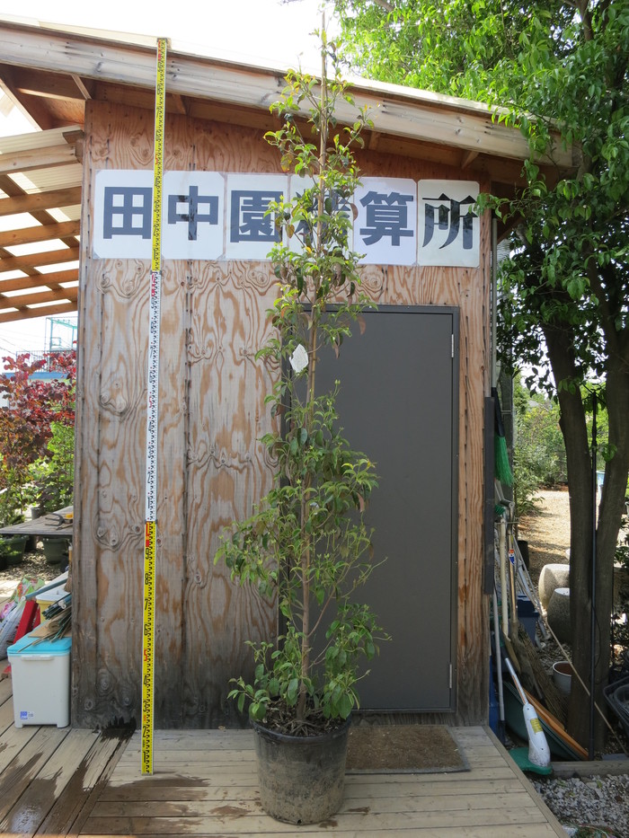 常緑 ヤマボウシ ホンコンエンシス 月光 販売 価格 値段 画像 写真 庭木 安行 植木 シンボルツリー 田中園 Shop Tanakaen Jp Web Magazine