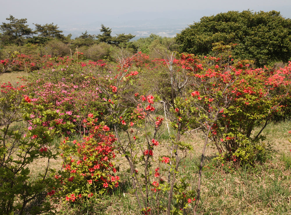 山添村　神野山　ツツジ　新緑のモミジ_c0108146_21231255.jpg