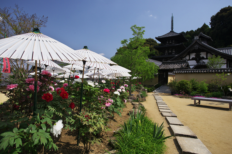 春の花の寺・當麻寺西南院（前編）_f0155048_2217865.jpg