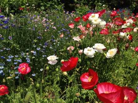 自転車に乗って「秘密の花園」へ♡at  鎌倉_a0199262_21151591.jpg