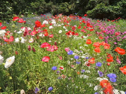 自転車に乗って「秘密の花園」へ♡at  鎌倉_a0199262_21591598.jpg