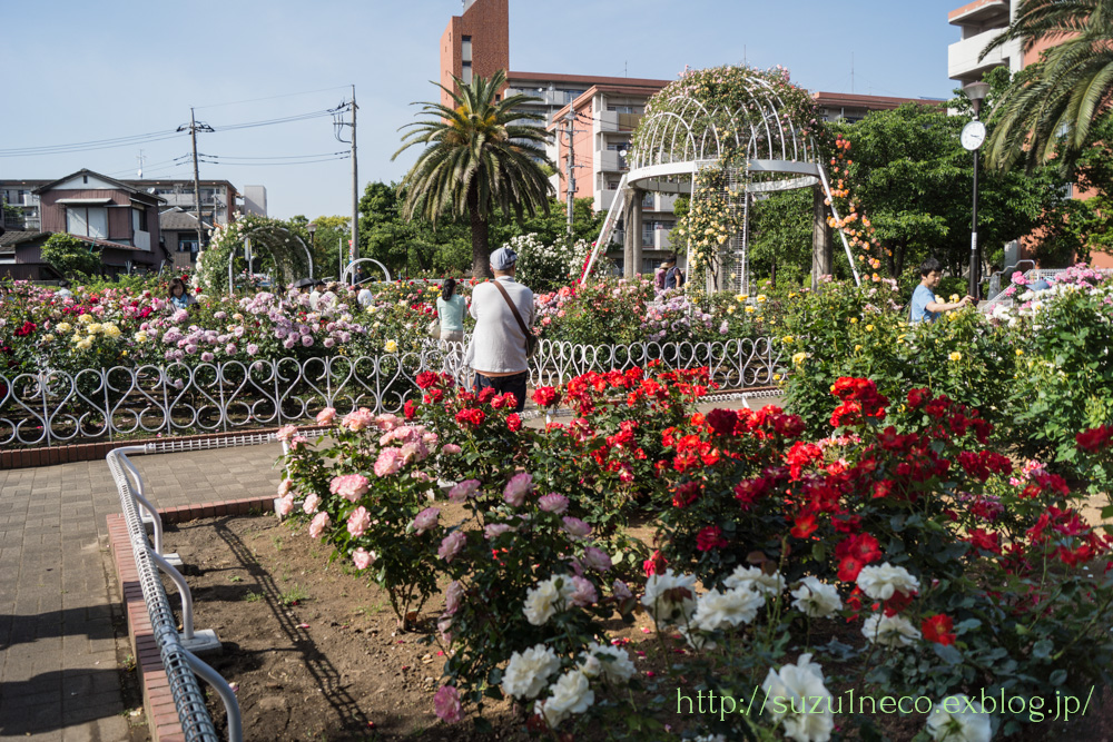 東和バラ公園 その2_a0248663_6463274.jpg