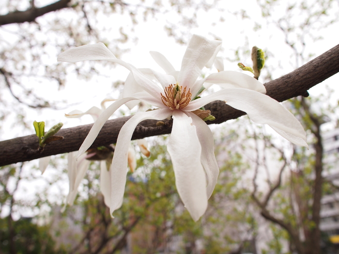 Flower of May_b0281366_1514962.jpg