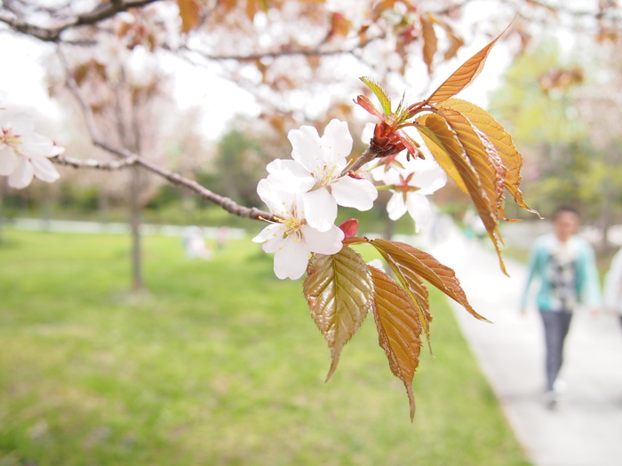 Flower of May_b0281366_15151088.jpg