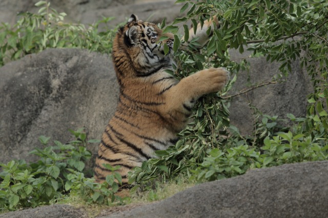 a0188771_817836.jpg