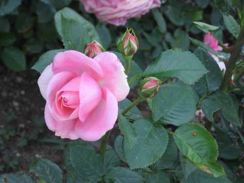 f0259373_20121627.jpg